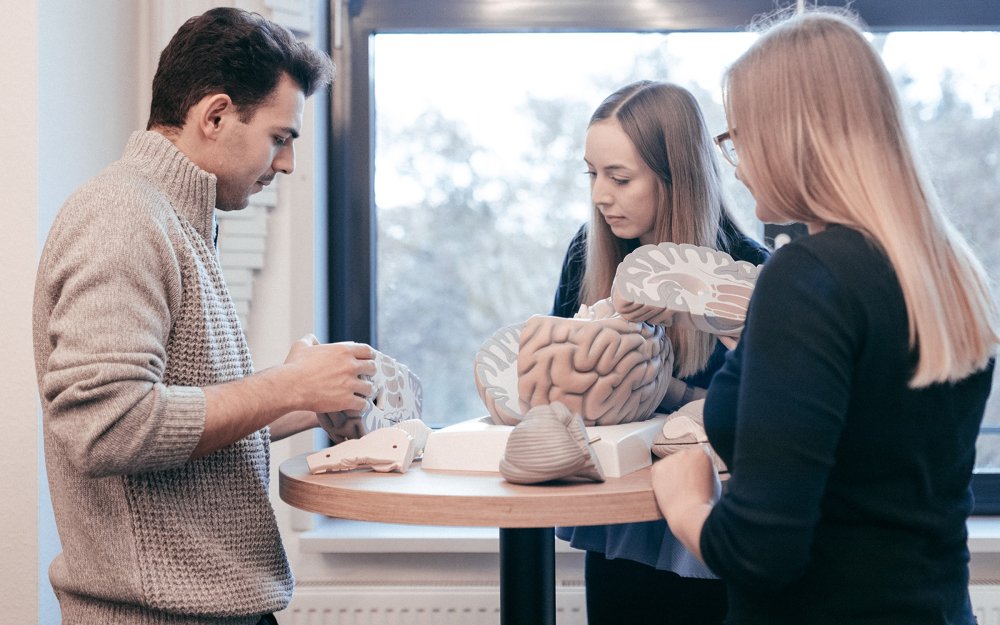 Studierende mit Modell des Gehirns.