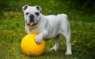 Englische Bulldoge mit Ball